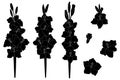 Set of gladiolus flowers black force graphic spring botanical illustration